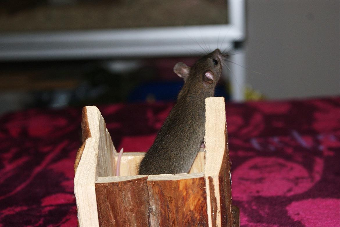 Tamrotte Lilleskid  billede 15