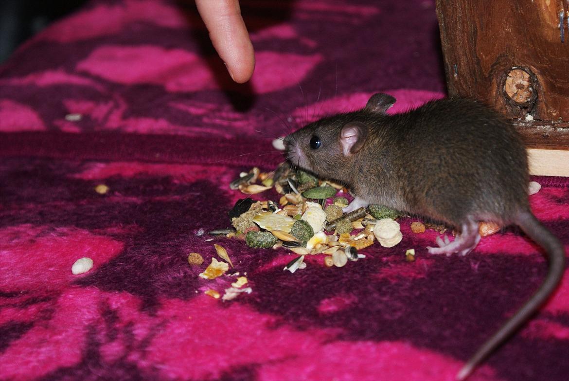 Tamrotte Lilleskid  billede 16