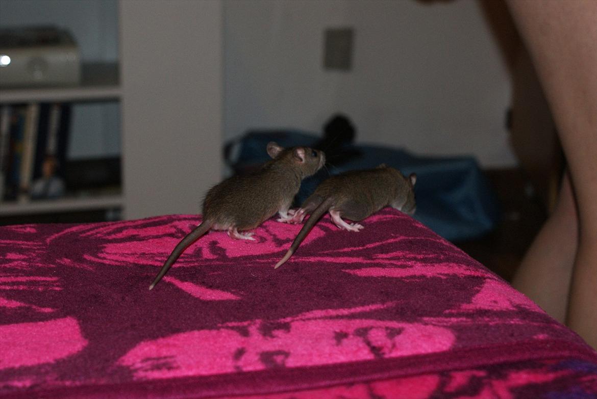 Tamrotte Lilleskid  billede 17