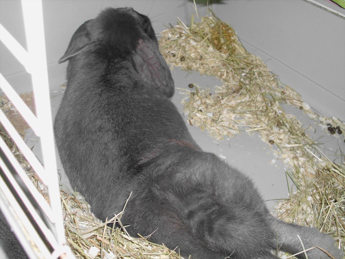 Kanin Smilla - Når Smilla er drægtig, igen er hun lidt fed eller hva'?<3 billede 14