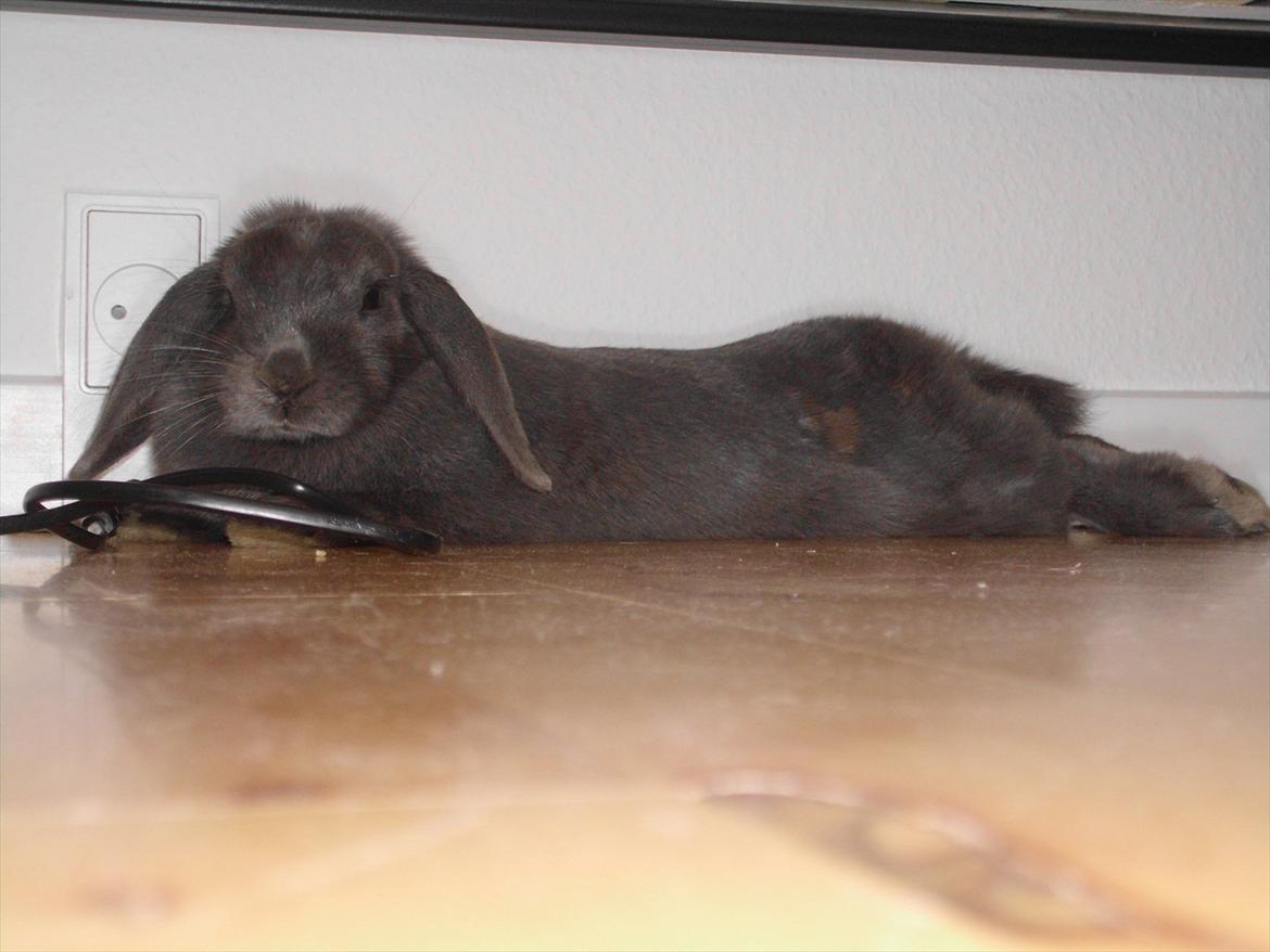 Kanin Smilla billede 15