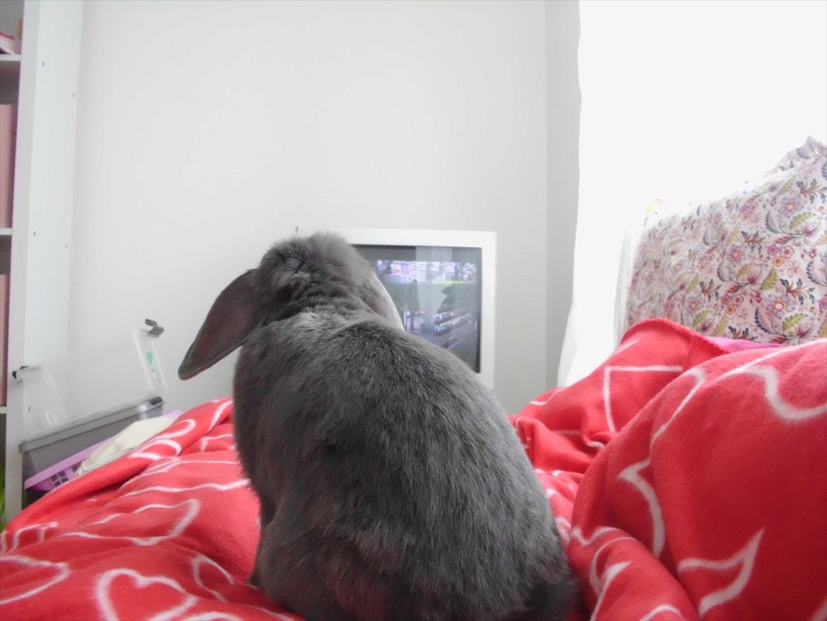 Kanin Smilla - Smilla eeelsker at se tv3<3 DET ER HENDES LIV:) !! billede 16