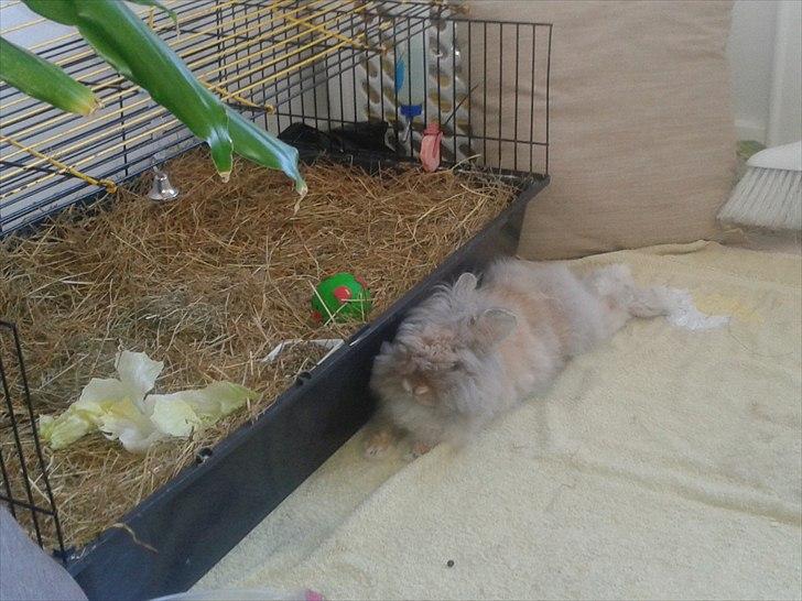 Kanin Pjuske R.I.P 3/6-2019 - HER ER HAN SÅ BLEVET LIDT STØRRE  billede 2