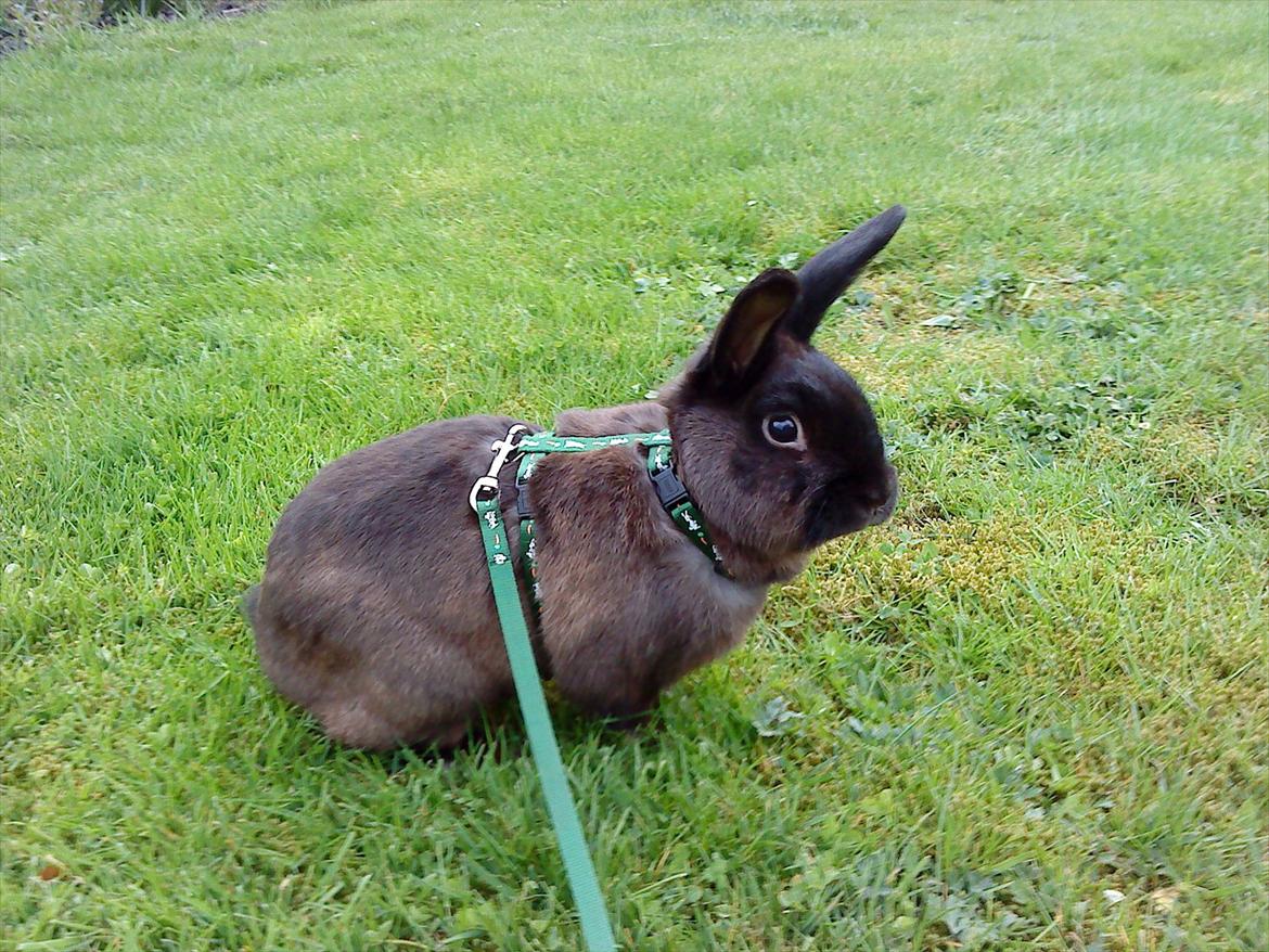 Kanin Snuske {R.I.P} - Snuske går i sele. billede 1