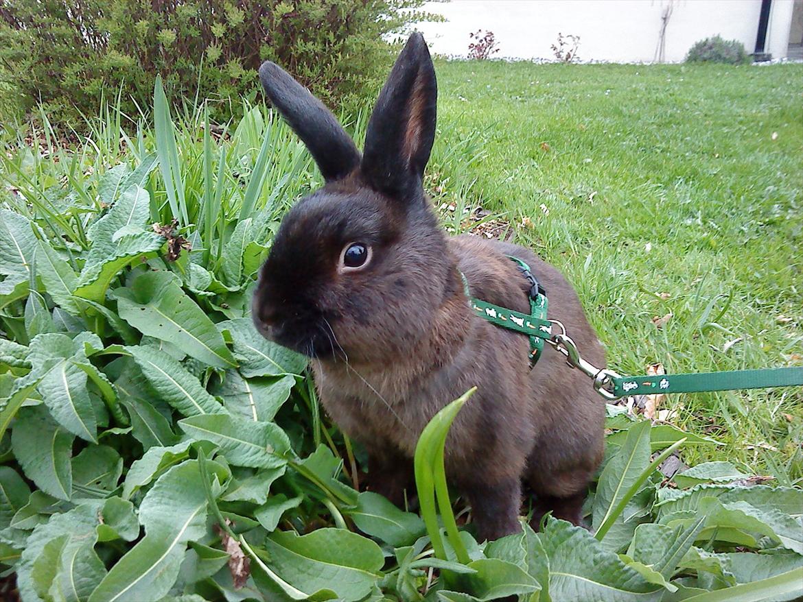 Kanin Snuske {R.I.P} - Snuske går i sele oppe i planterne.  billede 2