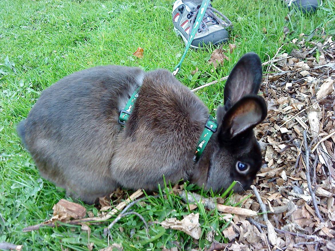 Kanin Snuske {R.I.P} - Snuske graver .. :-) billede 3