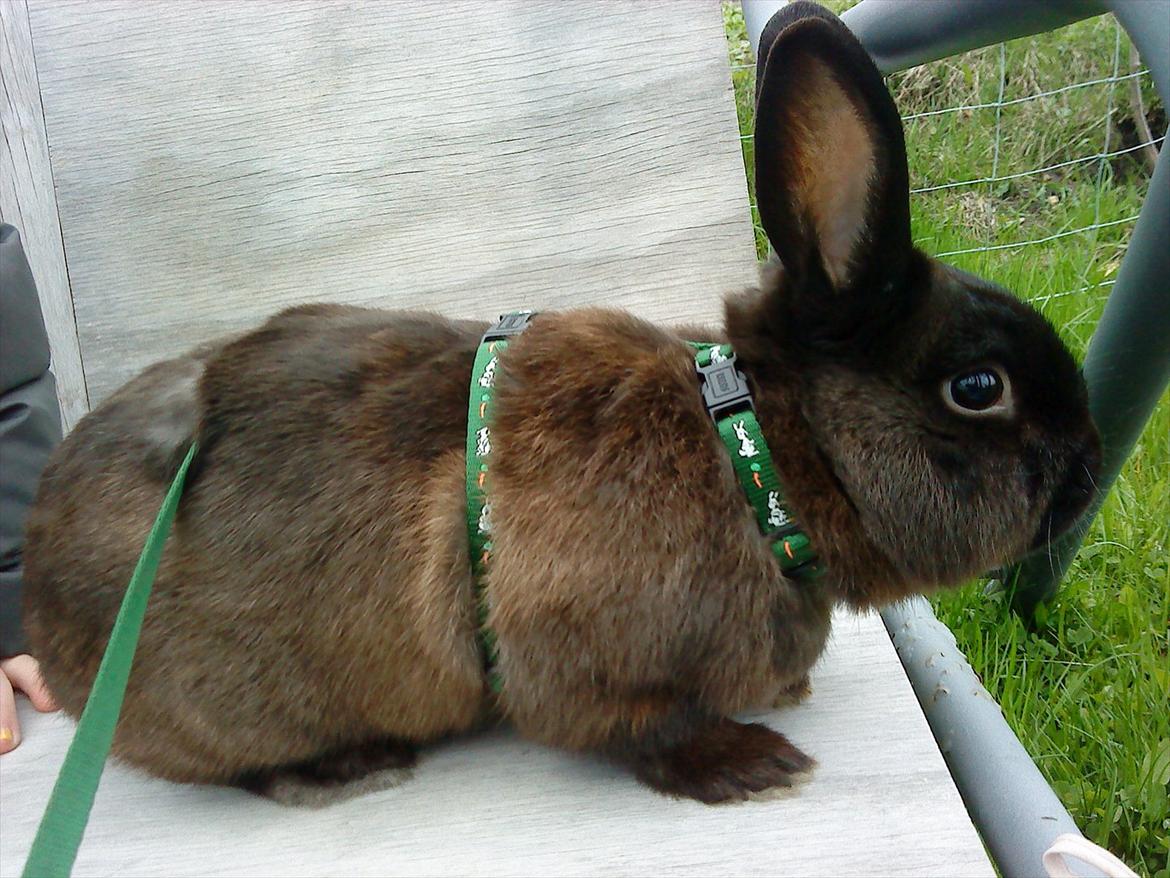 Kanin Snuske {R.I.P} - Snuske på bænken. billede 4