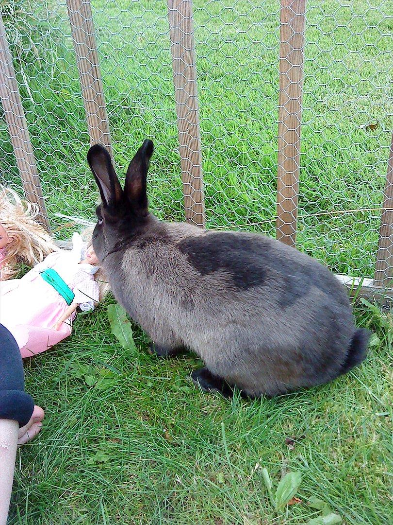 Kanin Snuske {R.I.P} - Den barbiedukke er spændende. B-) billede 5