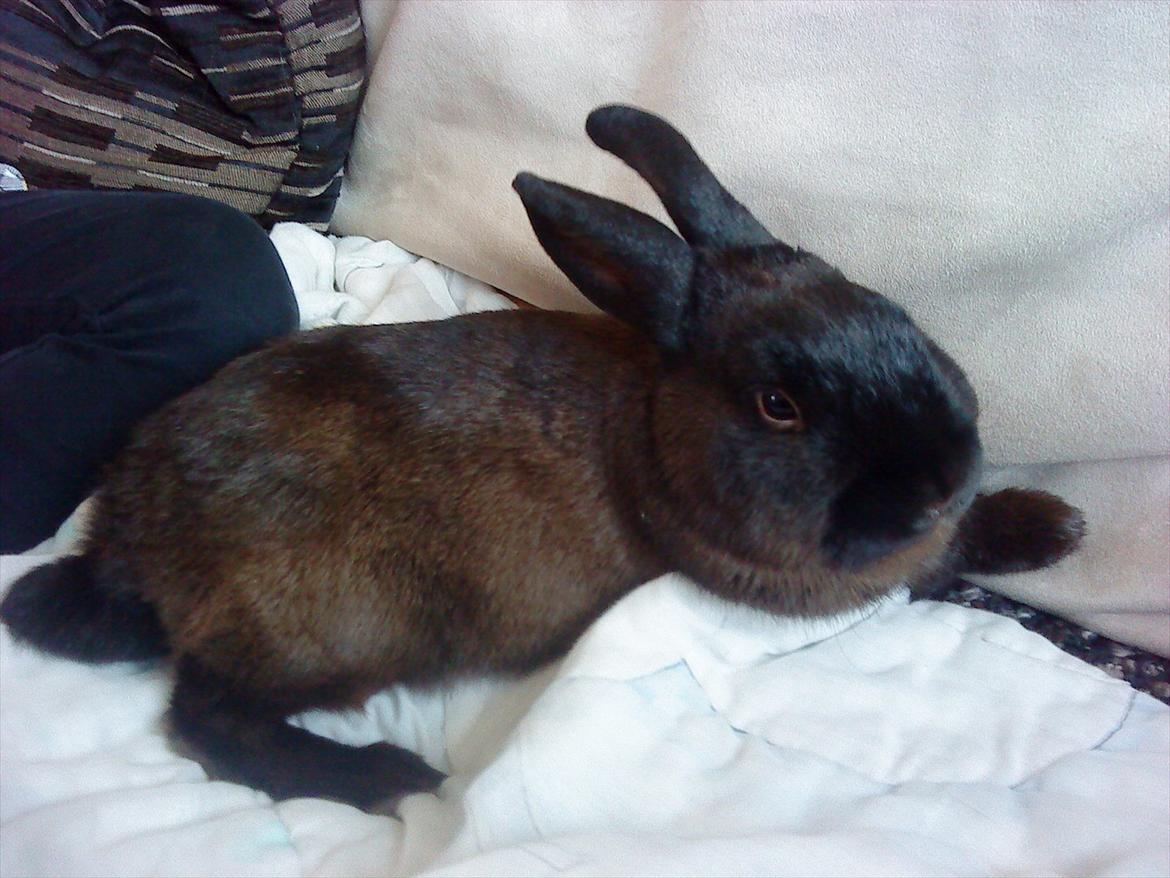 Kanin Snuske {R.I.P} - Snuske splapper af inde på tæppet. :D billede 6