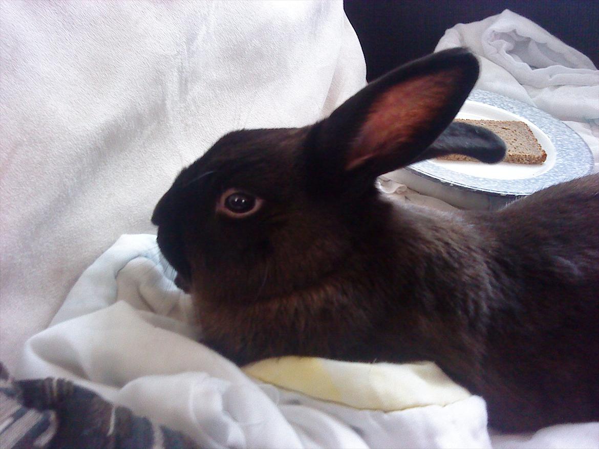 Kanin Snuske {R.I.P} - Snuske slapper af. <3 billede 7
