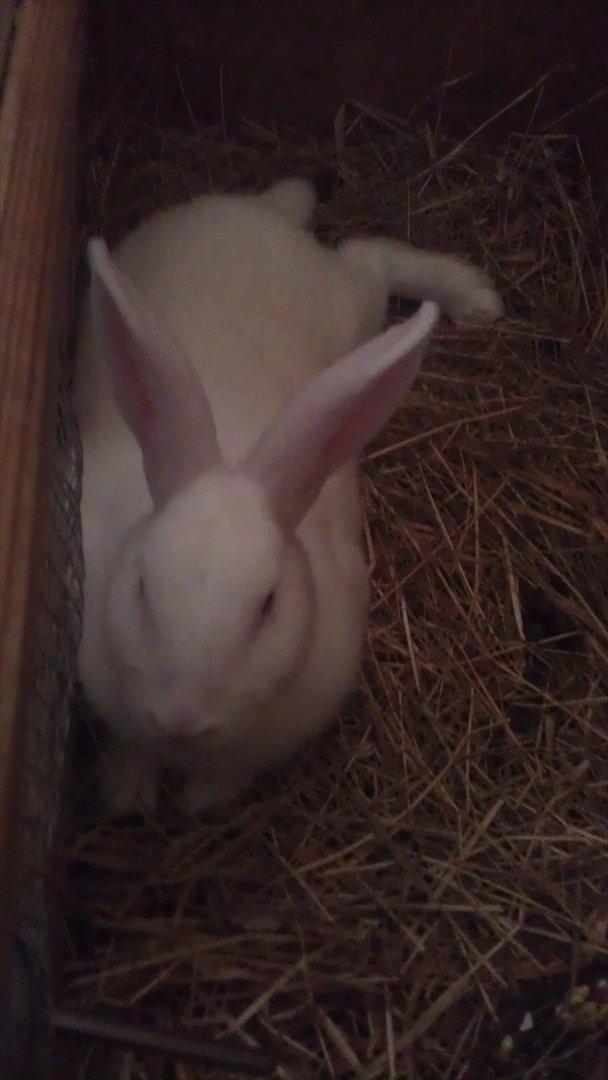 Kanin Snehvide billede 1