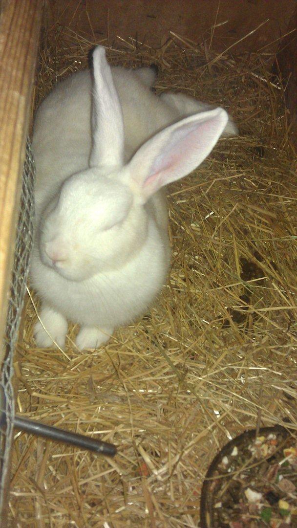 Kanin Snehvide billede 2