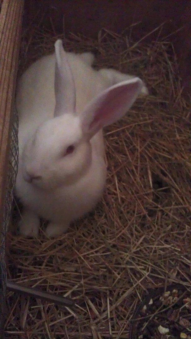 Kanin Snehvide billede 3