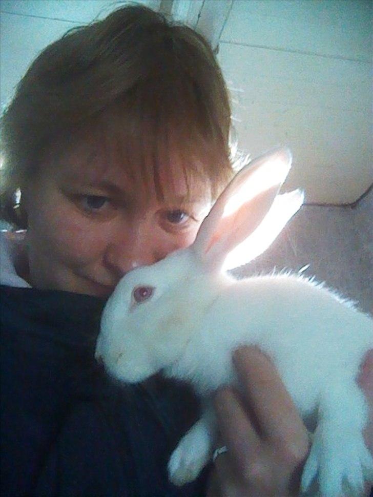 Kanin Snehvide billede 6