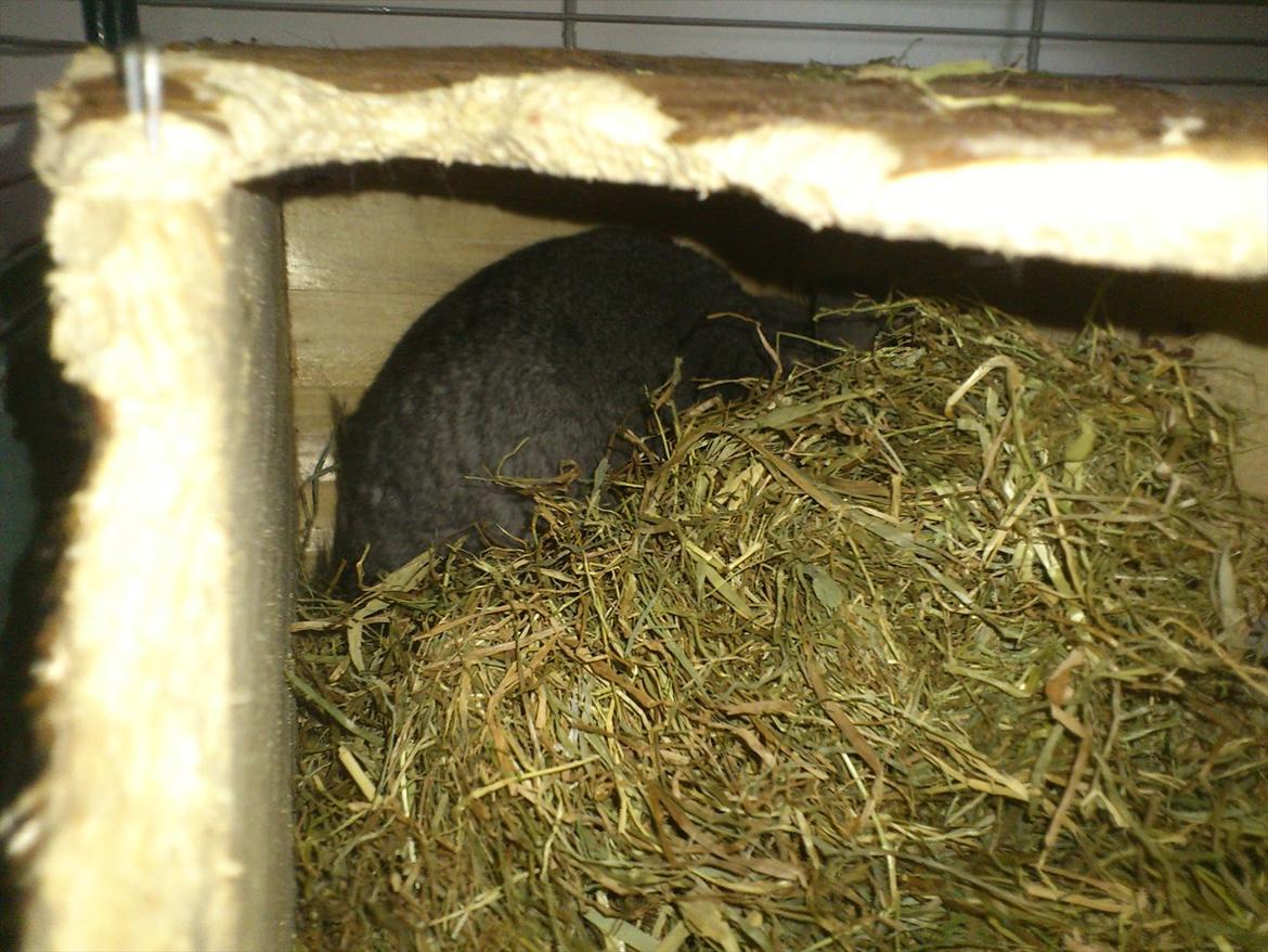 Chinchilla baby billede 2