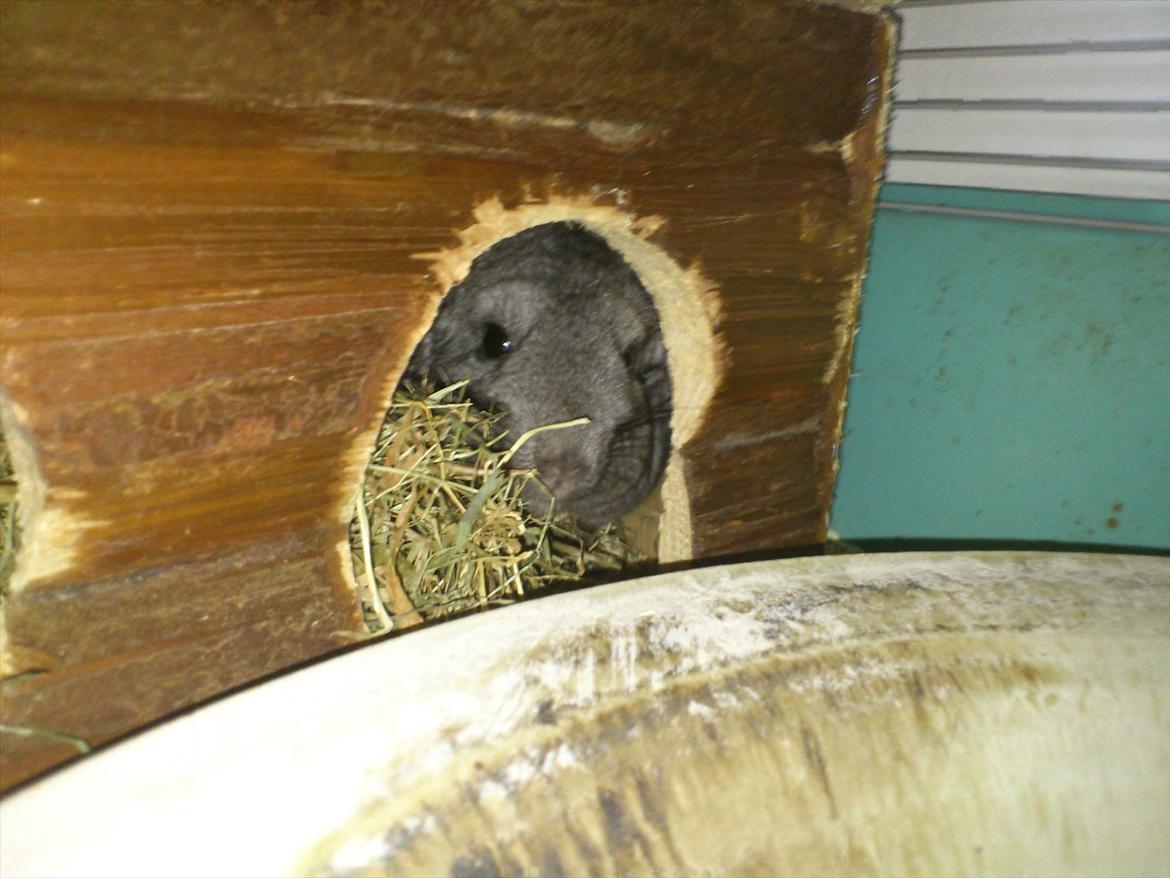 Chinchilla baby billede 4