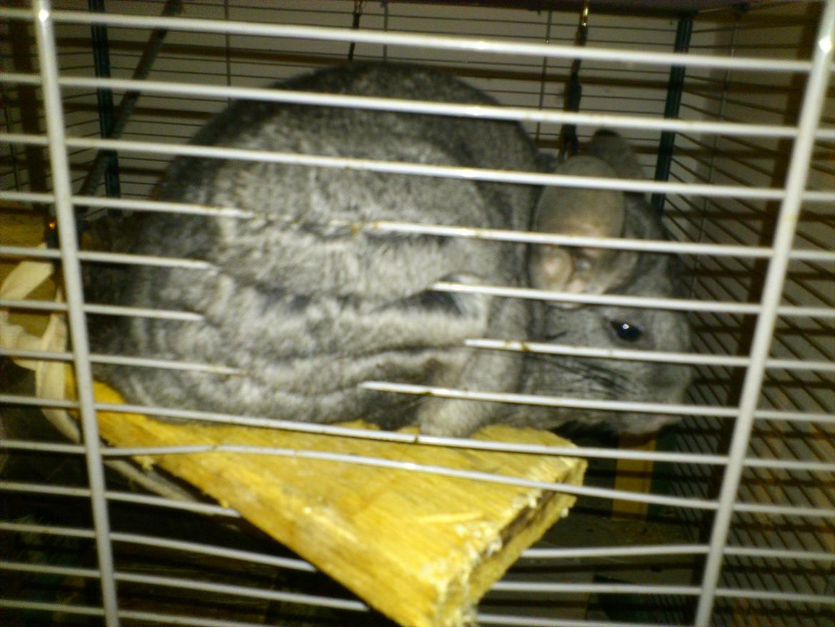 Chinchilla baby billede 5