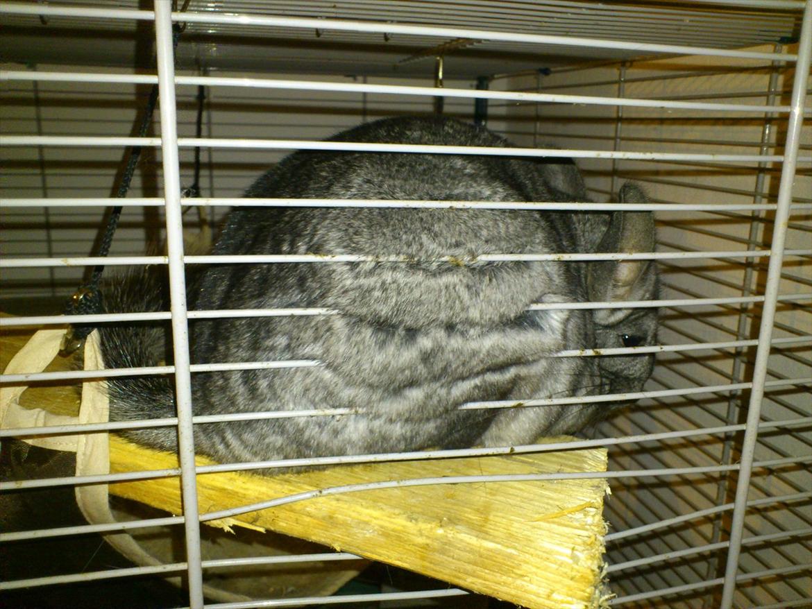 Chinchilla baby billede 6