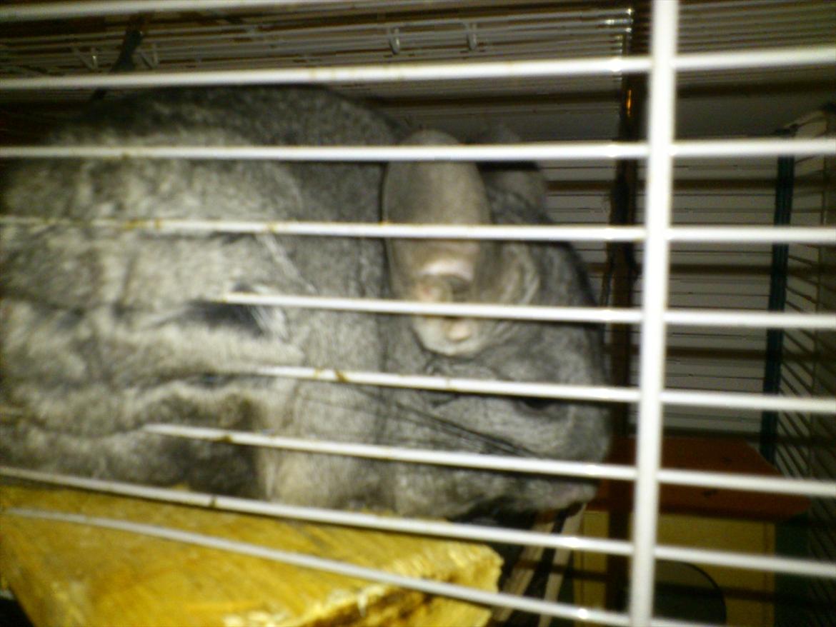 Chinchilla baby billede 7