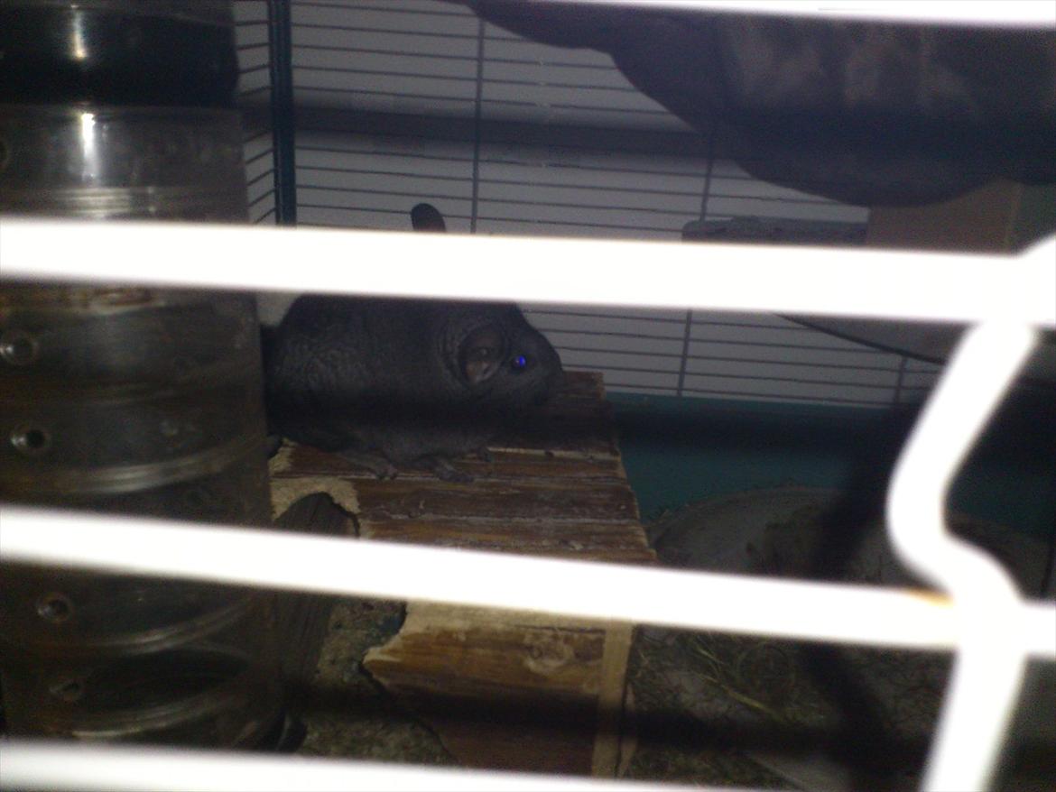 Chinchilla baby billede 8