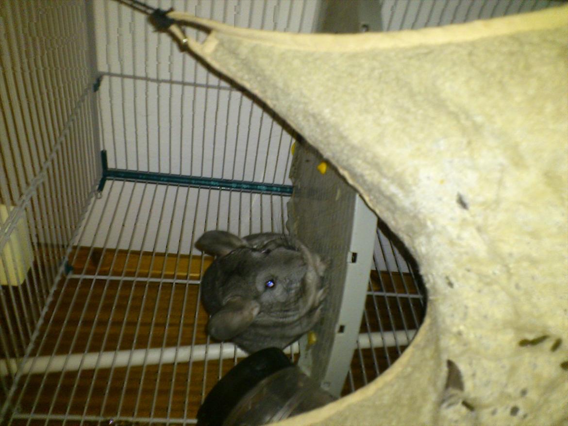 Chinchilla baby billede 9
