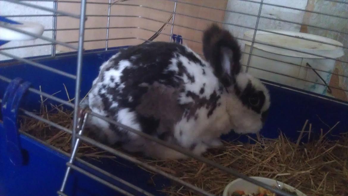 Kanin Sally - ser jeg ikke stor ude har også kaniner unger i maven 
 billede 11