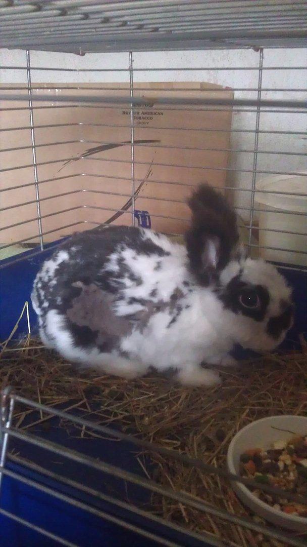 Kanin Sally - det har jeg også her  billede 12