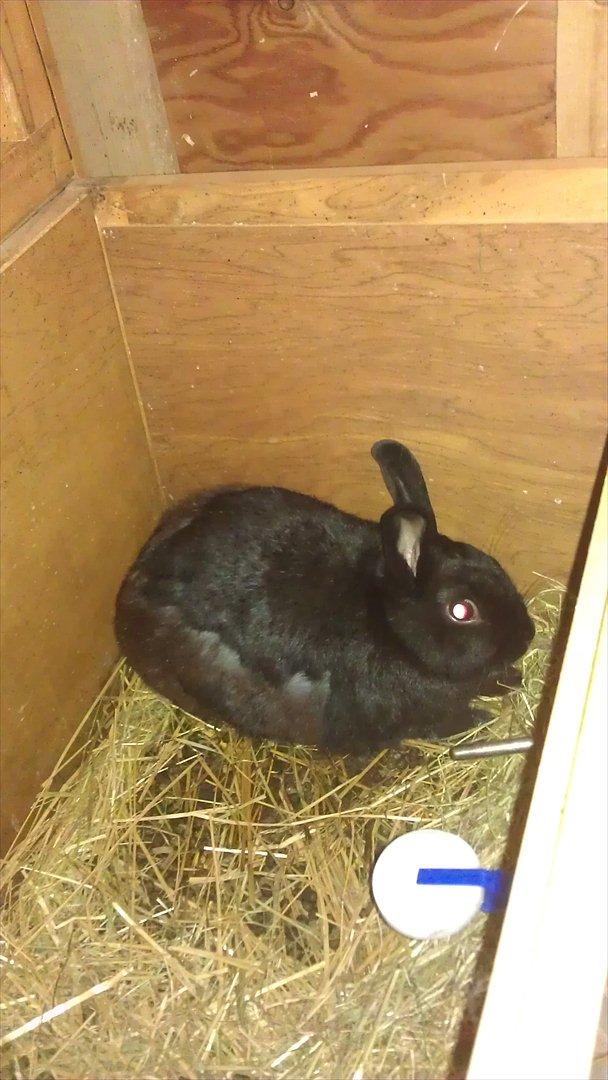 Kanin Basse - kigge på mor med stor øjen billede 11