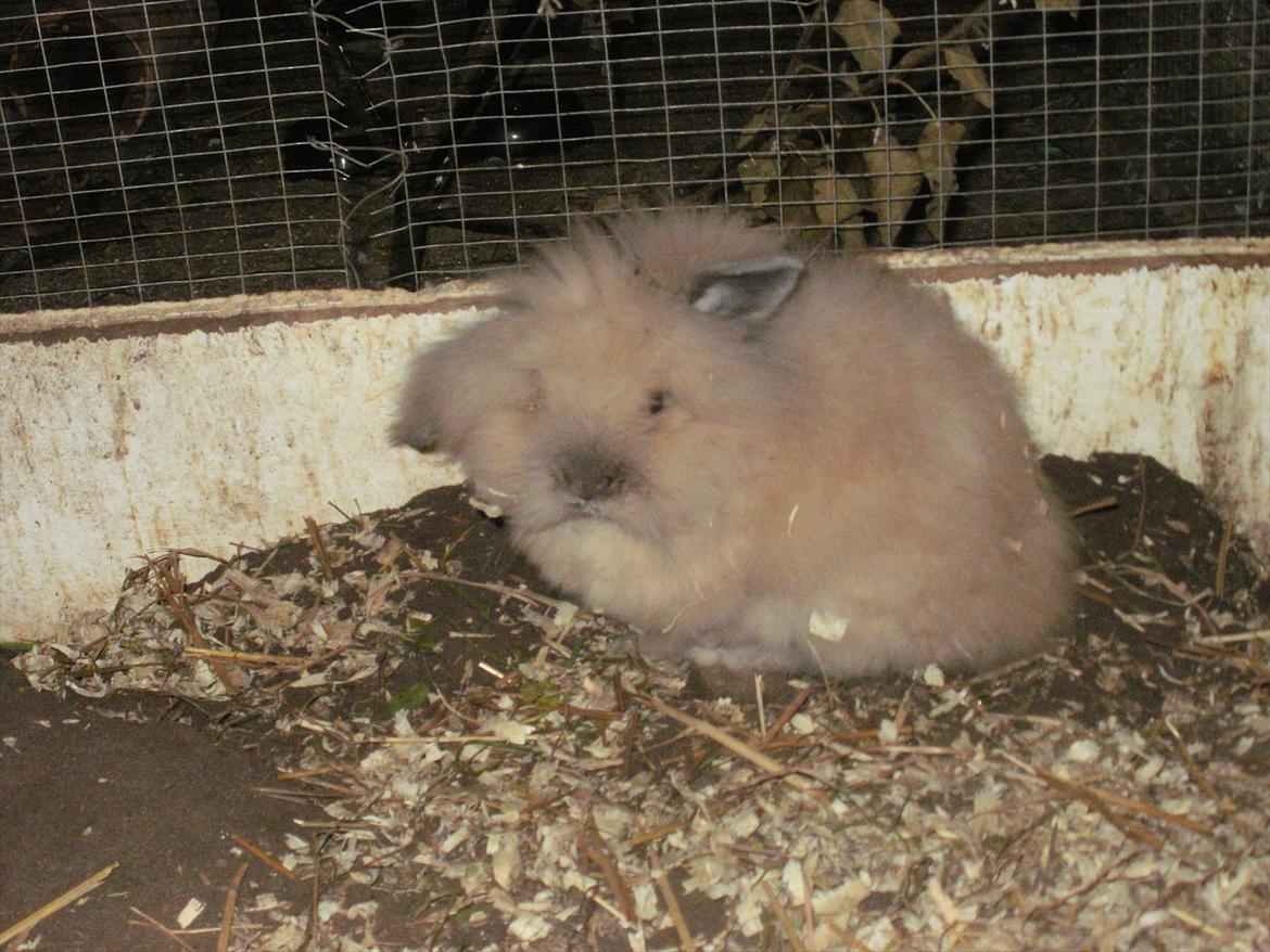 Kanin løve kanin - løvehovedet  kanin :p <3 billede 1