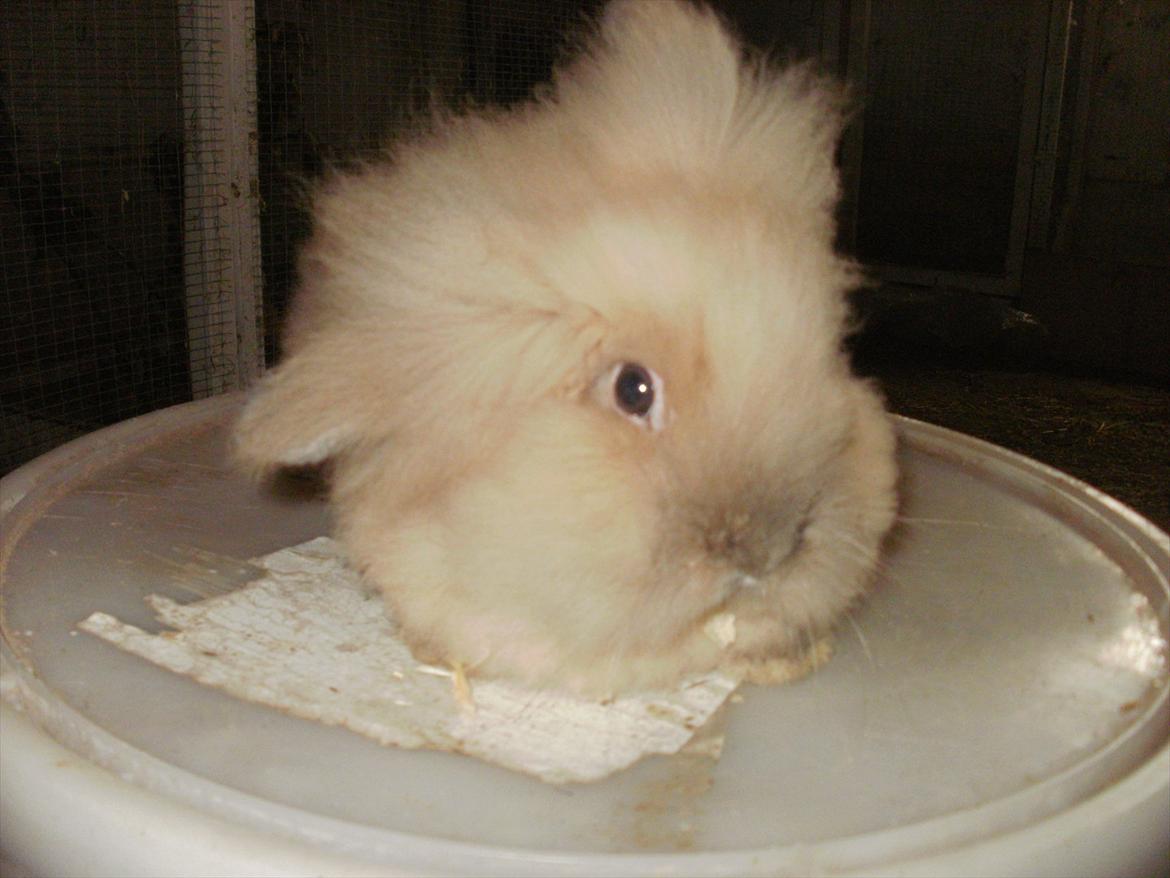 Kanin løve kanin - løvehovedet  kanin :p <3 billede 4