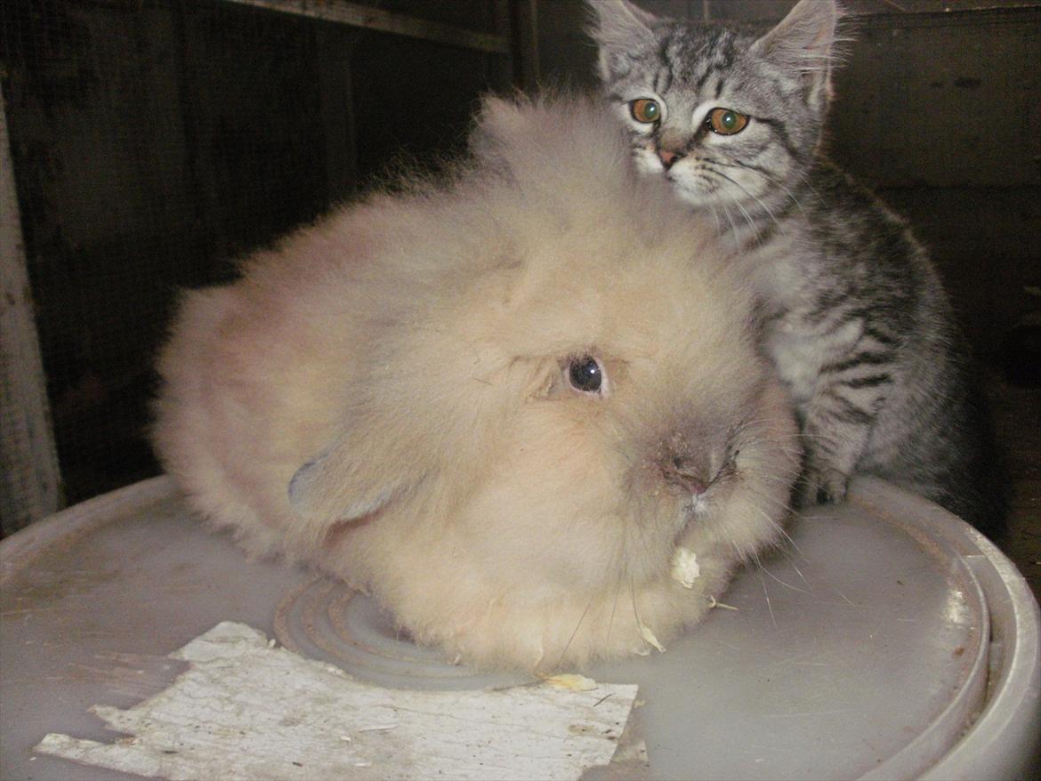 Kanin løve kanin - løvehovedet  kanin og en lille mis :p <3 billede 5