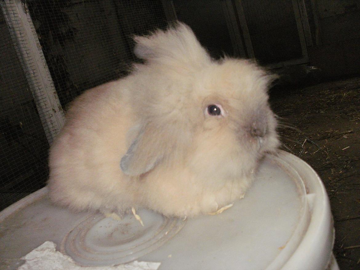 Kanin løve kanin - løvehovedet  kanin :p <3 billede 6