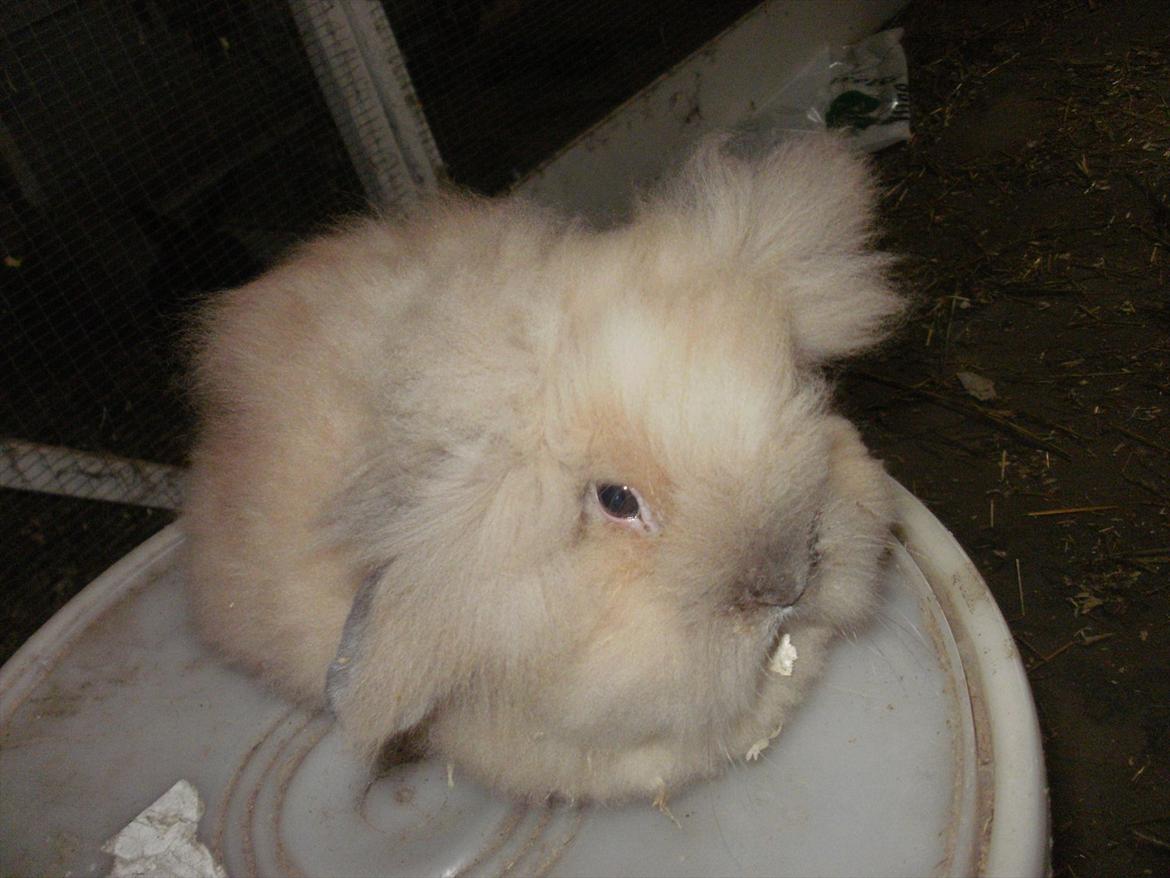 Kanin løve kanin - løvehovedet  kanin :p <3 billede 8