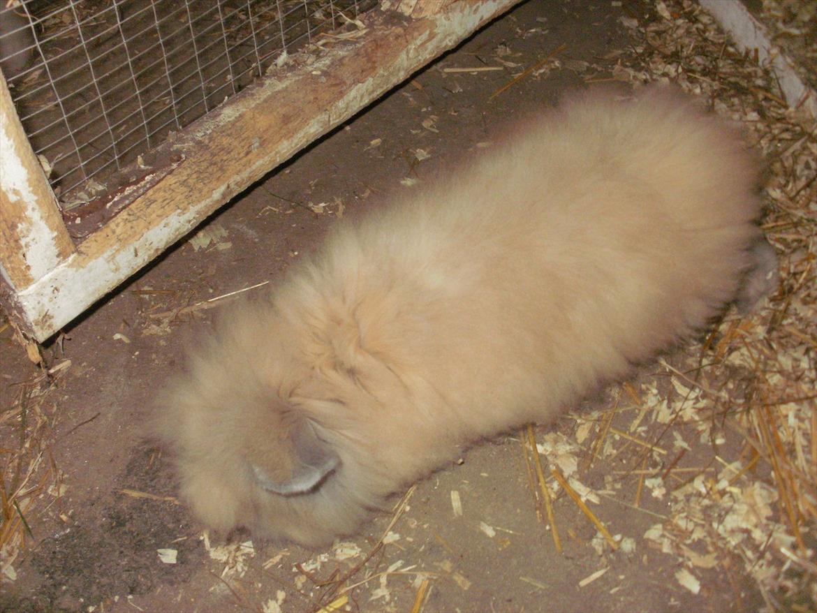 Kanin løve kanin - løvehovedet  kanin :p <3 billede 11