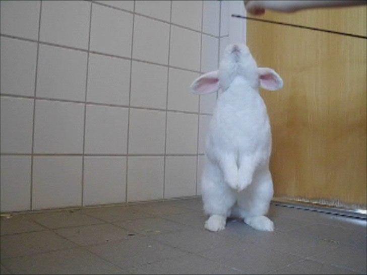 Kanin White Diamond Athos billede 10