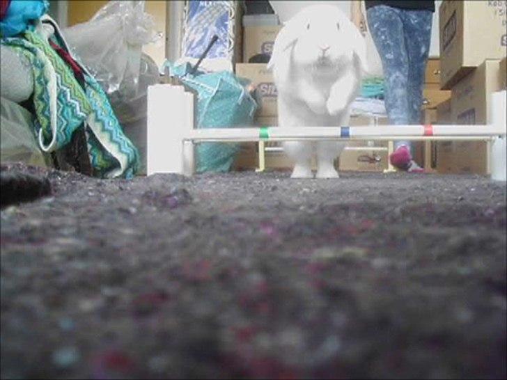 Kanin White Diamond Athos billede 11