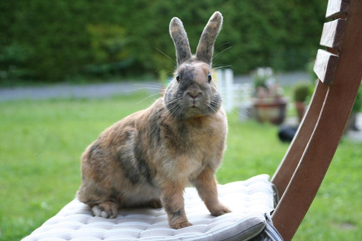 Kanin MaPos Little Beauty Sunshine billede 17