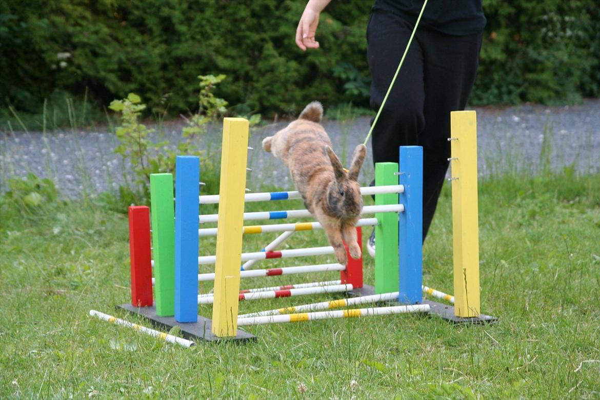 Kanin MaPos Little Beauty Sunshine billede 9