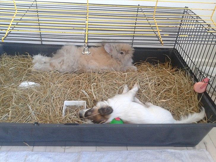 Kanin Pjuske R.I.P 3/6-2019 - Pjuske og en lille rotte hund vi passede en gang billede 3