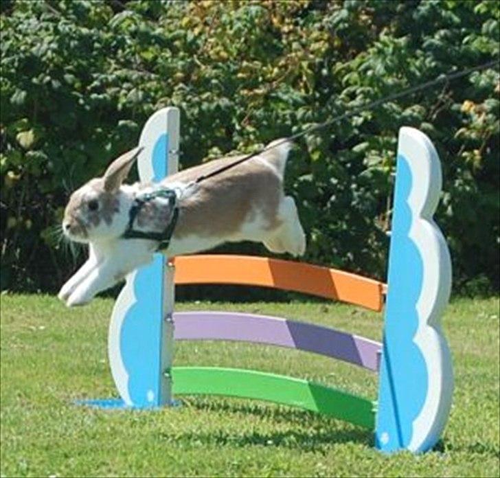 Kanin Winds Batista billede 1