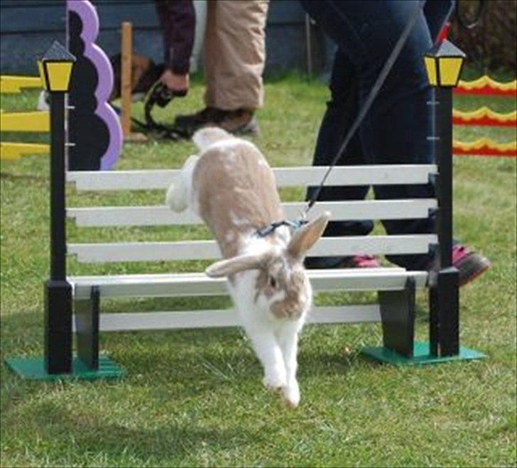 Kanin Winds Batista billede 2