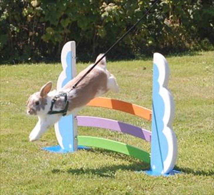 Kanin Winds Batista billede 3