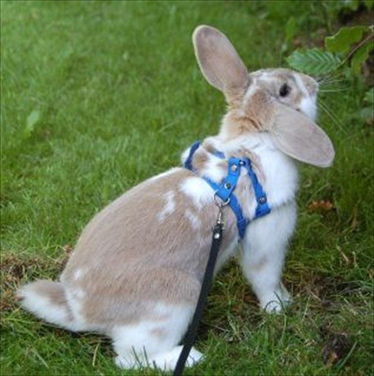 Kanin Winds Batista billede 4