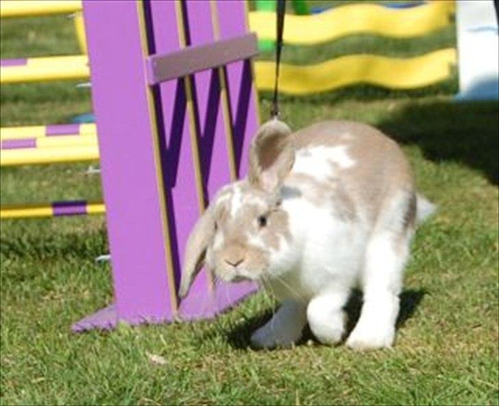 Kanin Winds Batista billede 5