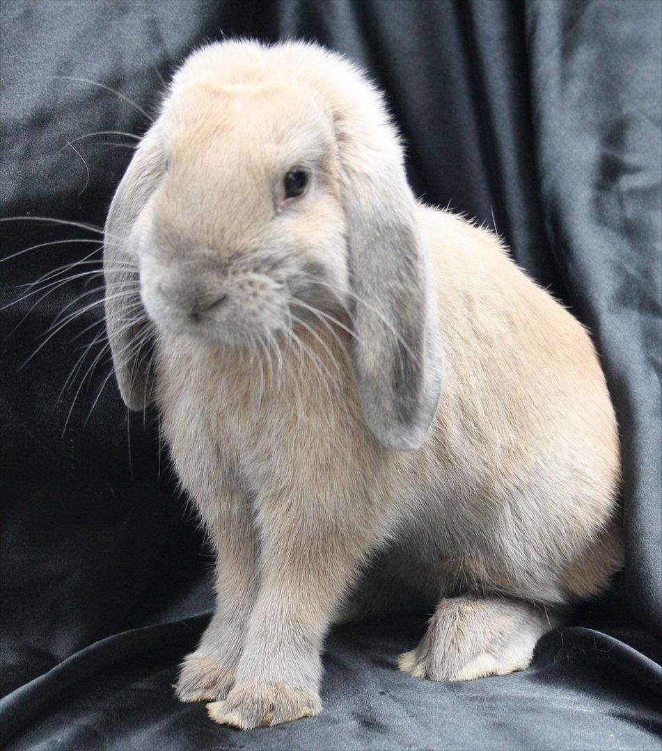 Kanin Stald Parsbergs Koh Phangan af Hønsehuset billede 1