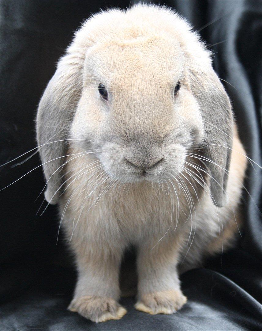 Kanin Stald Parsbergs Koh Phangan af Hønsehuset billede 2