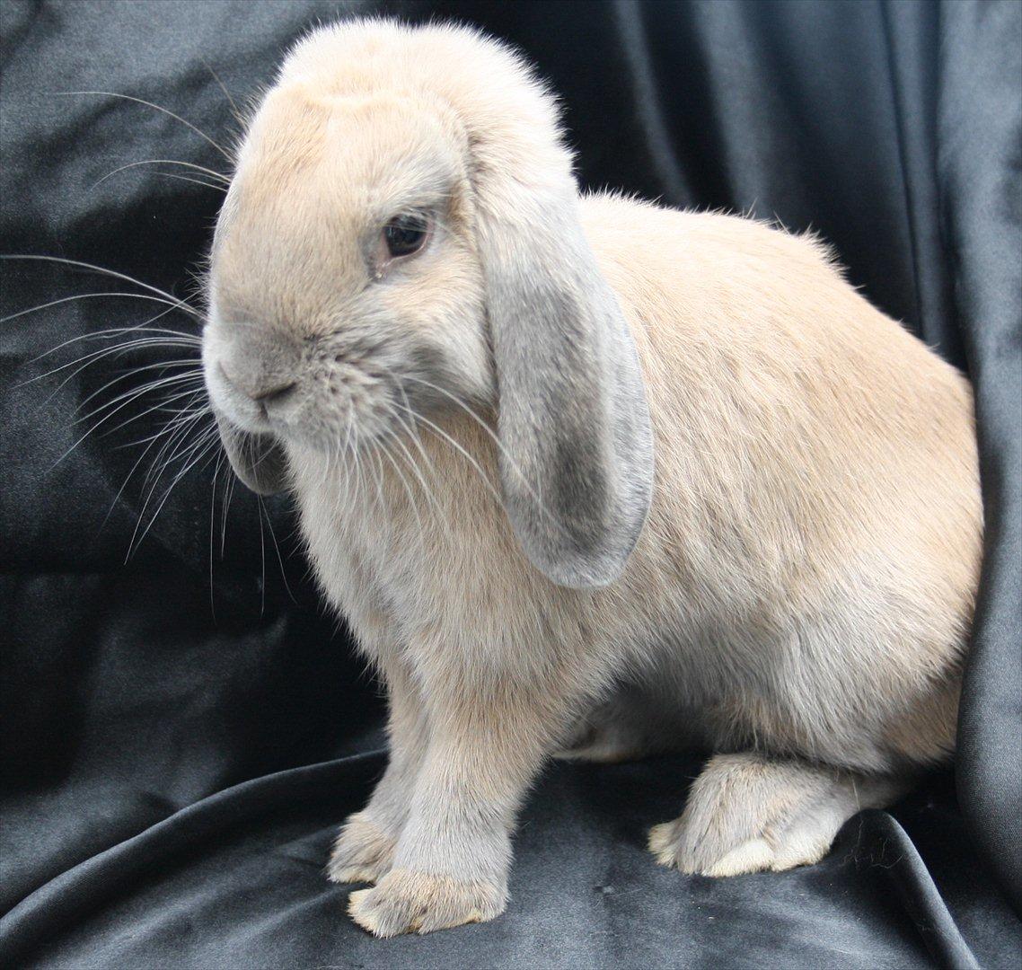 Kanin Stald Parsbergs Koh Phangan af Hønsehuset billede 3