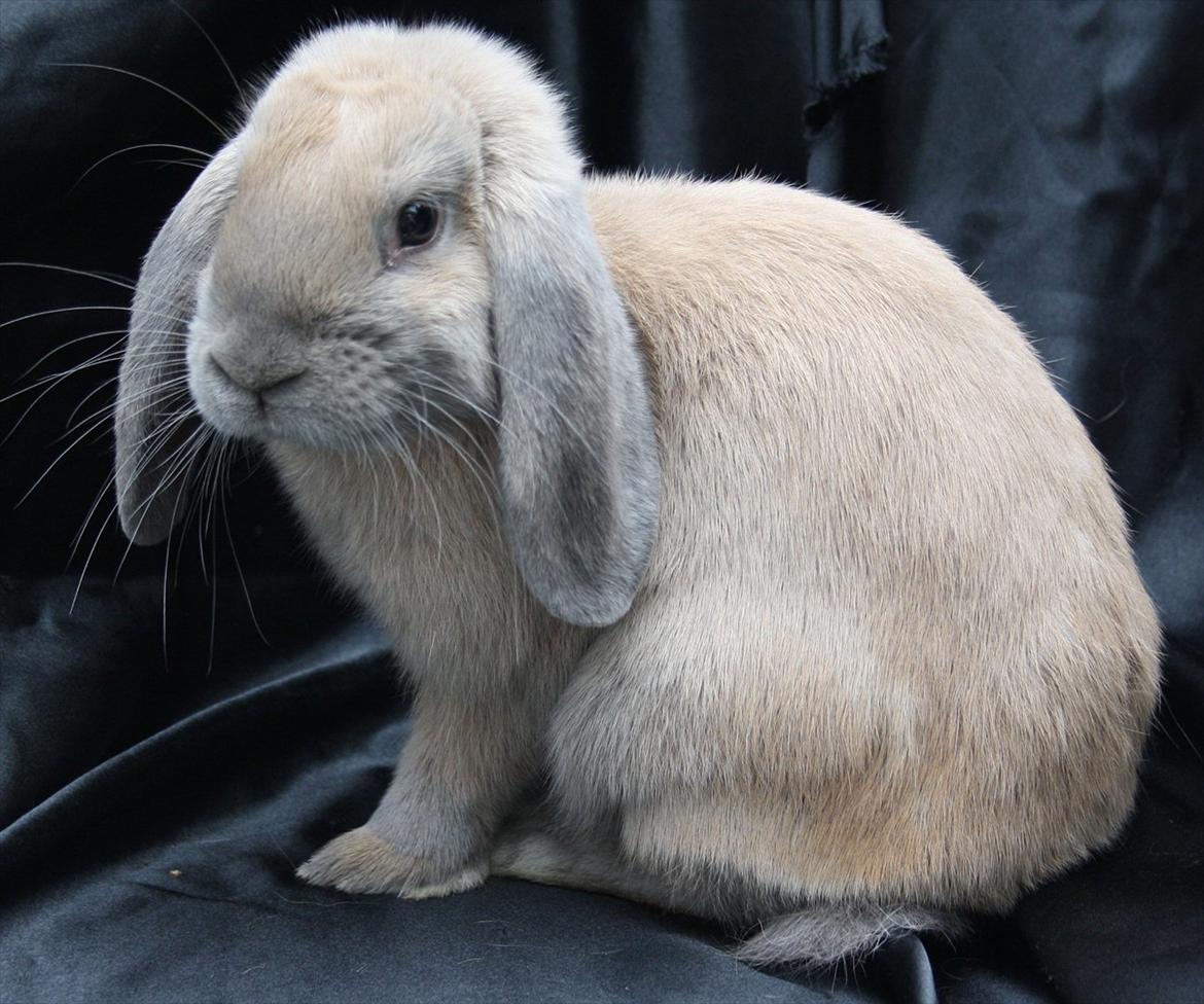 Kanin Stald Parsbergs Koh Phangan af Hønsehuset billede 4