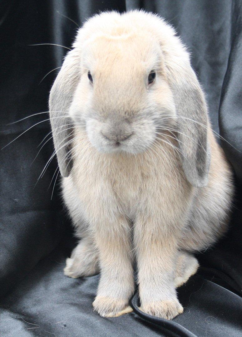 Kanin Stald Parsbergs Koh Phangan af Hønsehuset billede 5