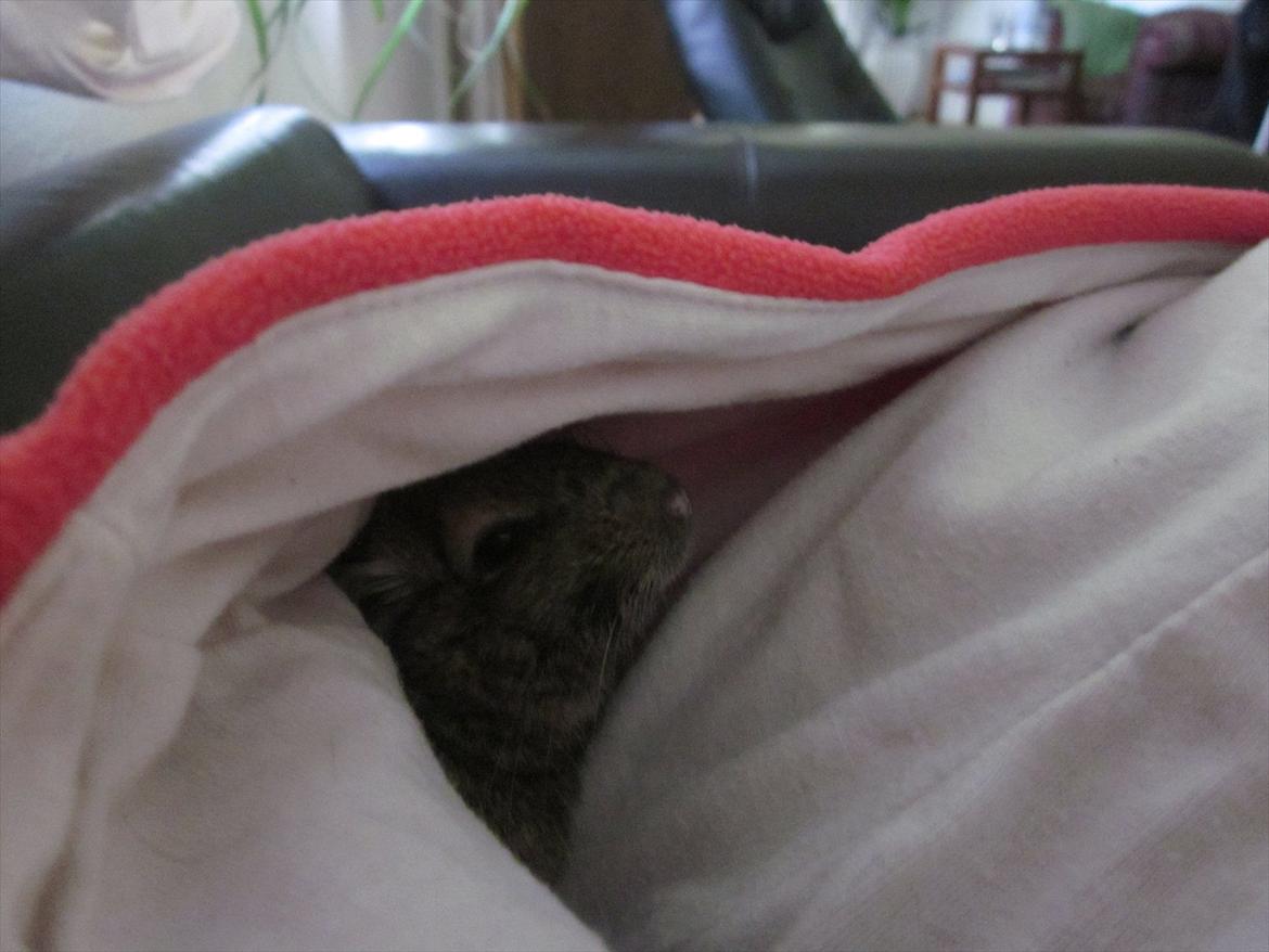 Degu Duffy billede 12